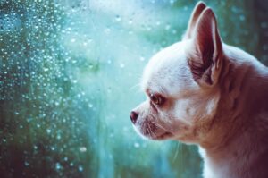 overcome abandonment issues