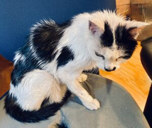 Roundup nearly killed my cat,toxins and our health