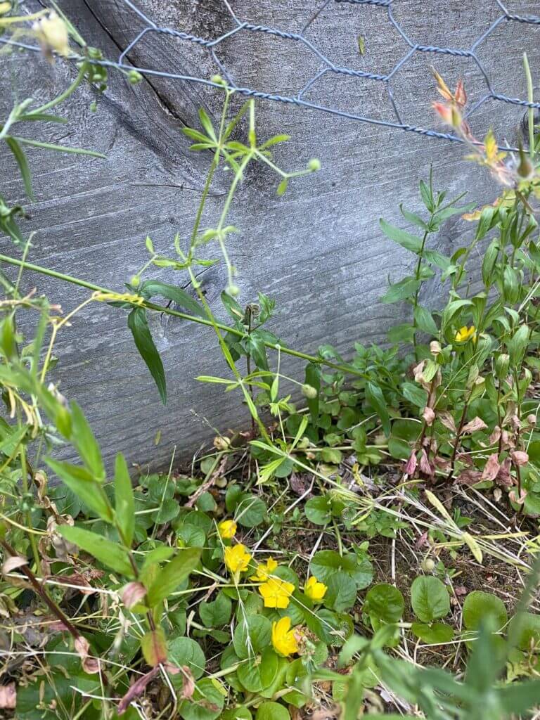 Do toxins accumulate in sticky plants like cleaver plants