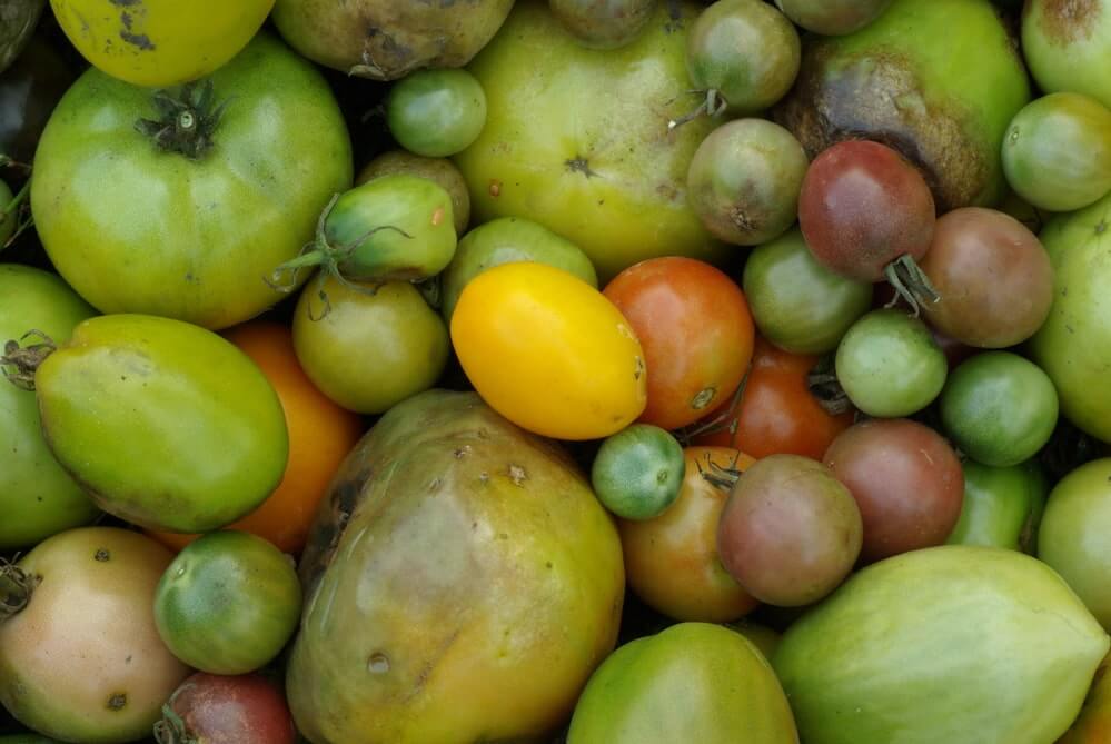 Why we must get rid of mold now, like moldy tomatos