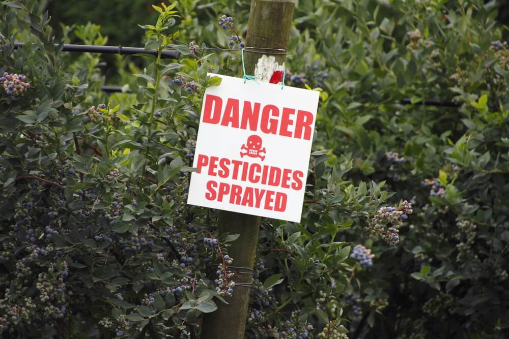 Does Roundup Accumulate in Sticky Plants?