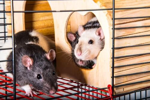 can a rat park help us discover causes of addiction