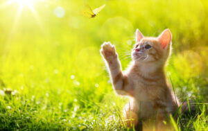 Young cat developing resilience to move forward