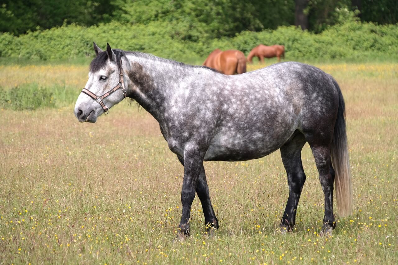 moldy horse