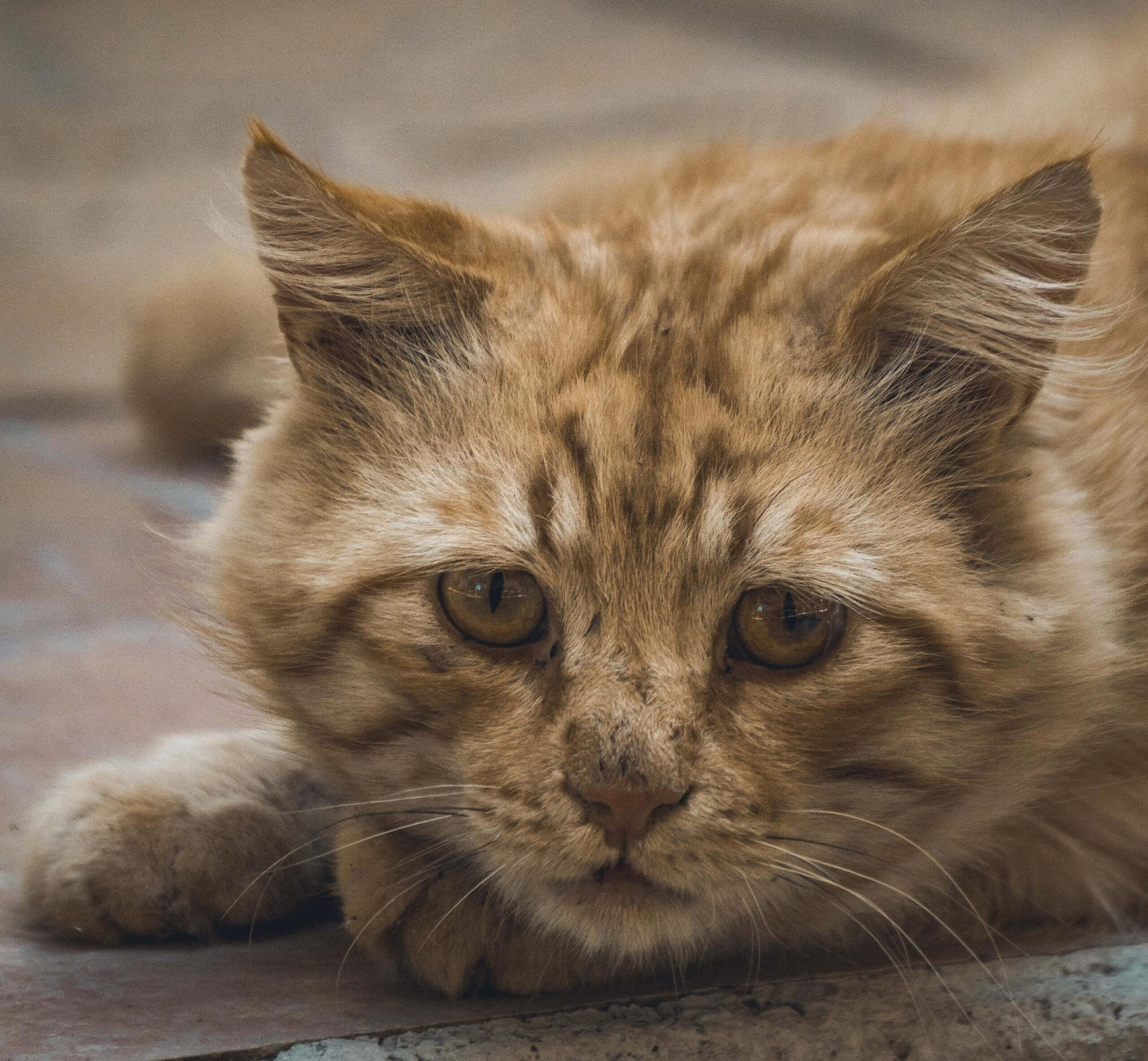 sad cat