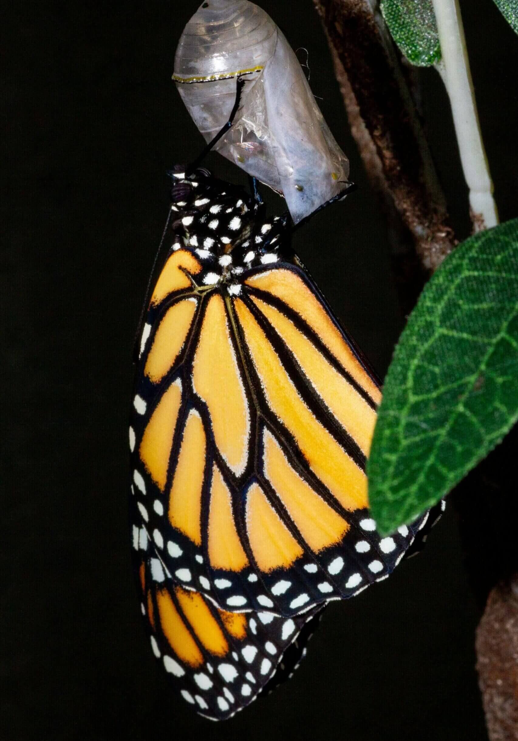 butterfly from cacoon