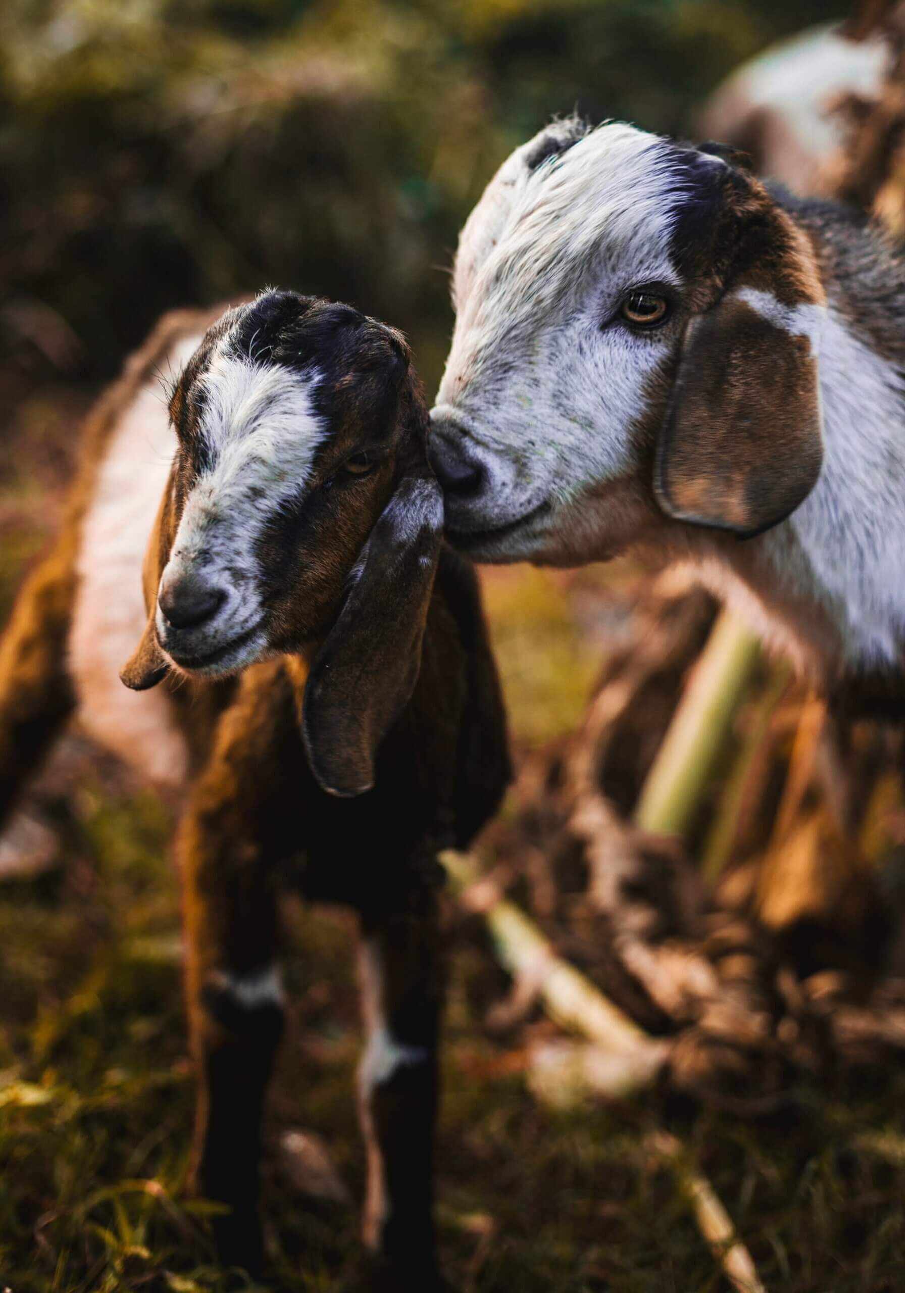 goat mom son