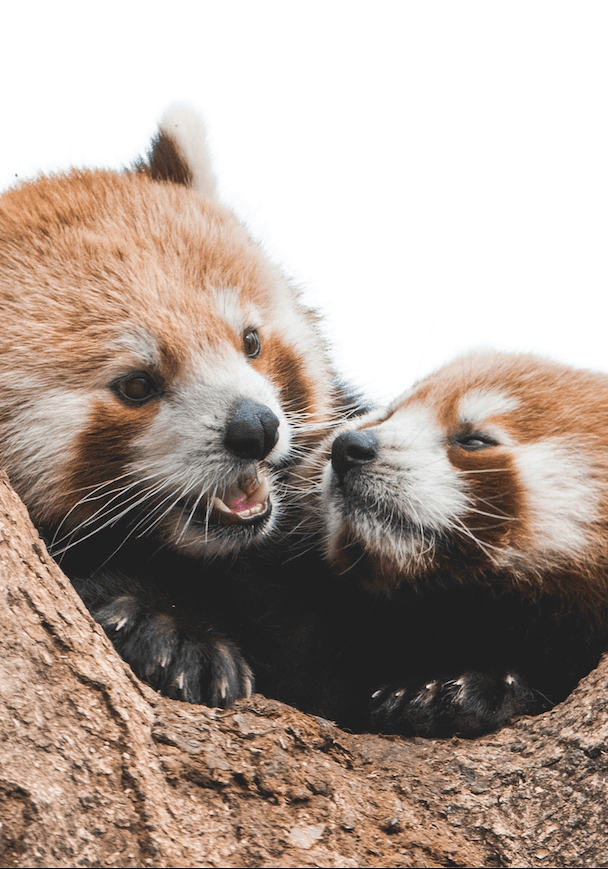 red panda convo 2